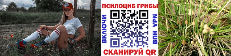 Галлюциногенные грибы прущие грибы  Ардатов 